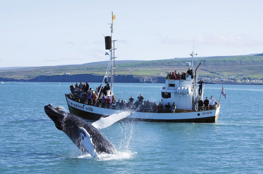 Whale Watching Tour Off Reykjavik's Faxafloi Bay