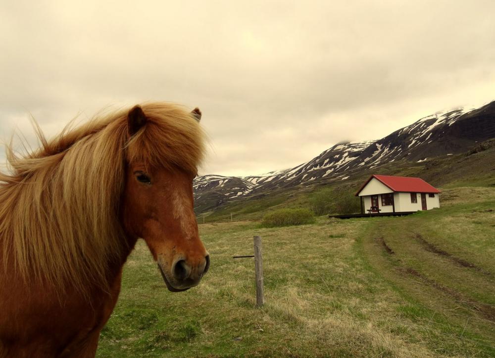 Odin cottage Iceland